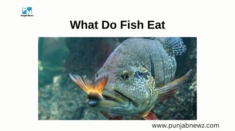 What Do Fish Eat
