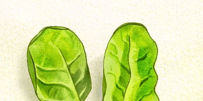 how to draw Spinach: