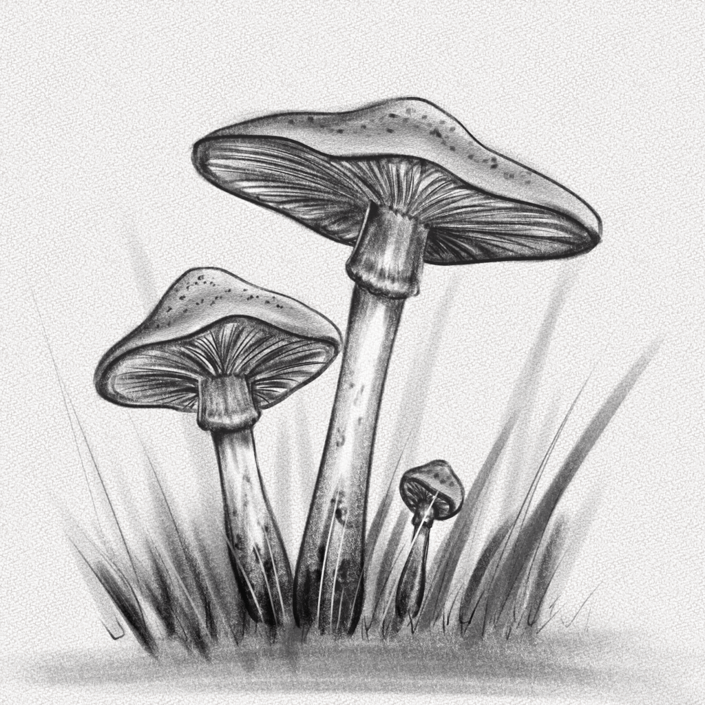 how to draw Mushroom: